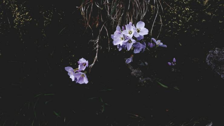 ckmusic - Resume Image